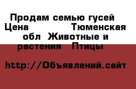 Продам семью гусей › Цена ­ 10 000 - Тюменская обл. Животные и растения » Птицы   